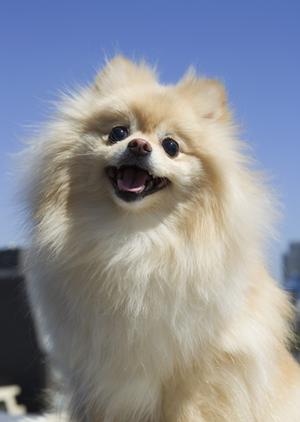 シロアリ駆除の専門サービス：アサンテの安心と実績で大切な住まいを守る